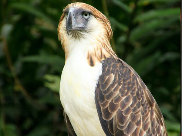 An image of the elegant Philippine Eagle in the Philippine Eagle Center.